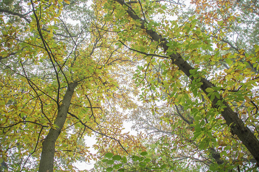 Trent Park Trees Fall 8 Photograph by Edmund Peston