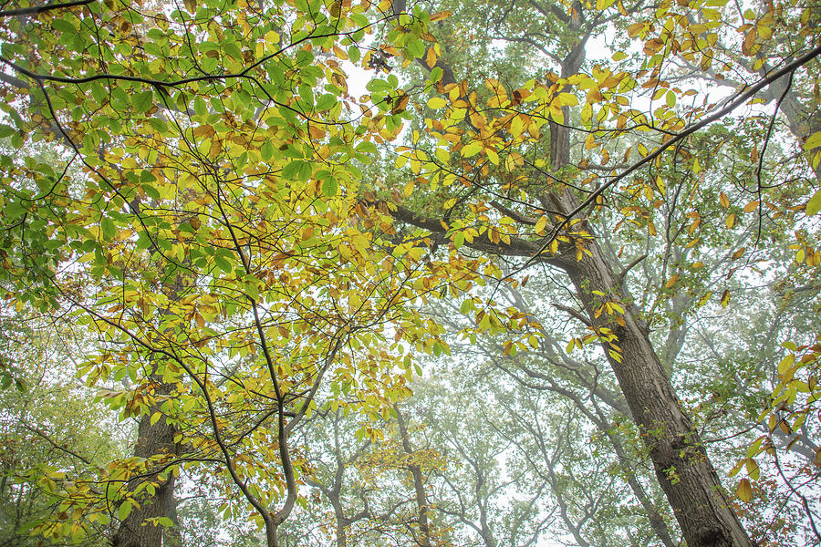 Trent Park Trees Fall 9 Photograph by Edmund Peston