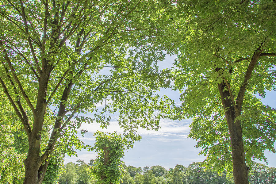 Trent Park Trees Summer 1 Photograph by Edmund Peston