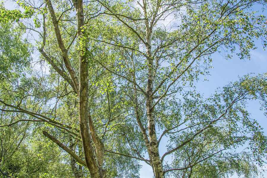 Trent Park Trees Summer 3 Photograph by Edmund Peston