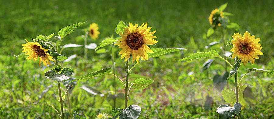 Tres Amigos Sunflowers Photograph by Randy Bayne