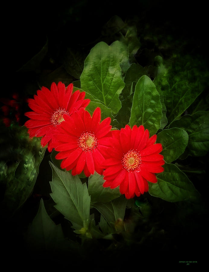 Tres Gerberas Photograph by Dave Cotton - Fine Art America