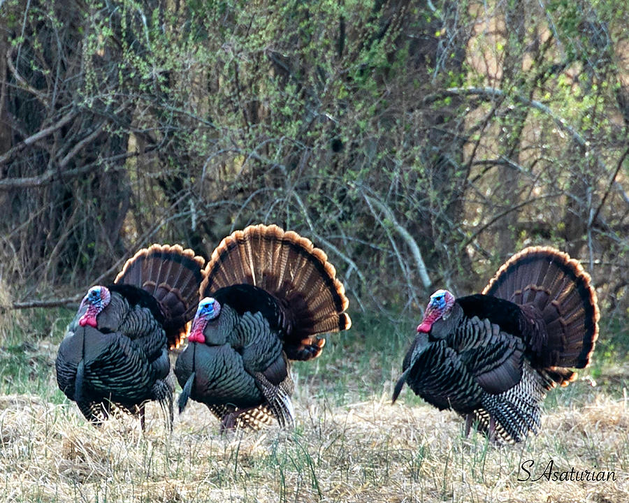 Tres Turkeys Photograph by Suzanne Asaturian - Pixels