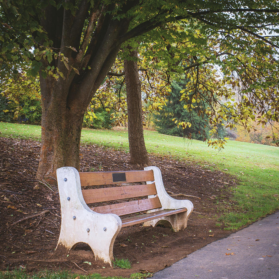 Trexler Memorial Park Bench Under A Tree Photograph By Jason Fink 