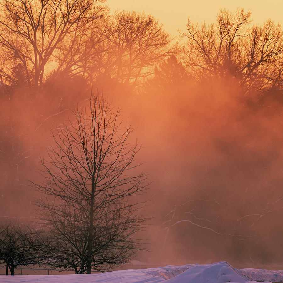 Trexler Memorial Park Foggy Winter Morning Photograph by Jason Fink