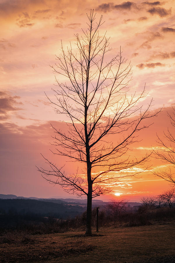Trexler Nature Preserve March Sunset Vertical Photograph by Jason Fink