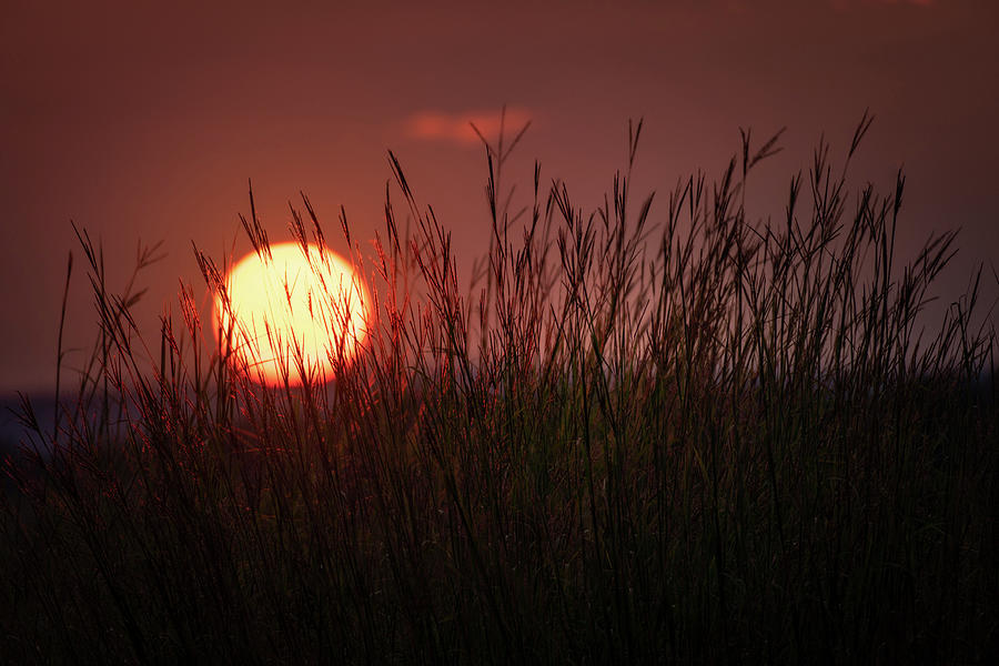 Trexler Nature Preserve Sunset July 31st Series 02 Photograph by Jason Fink