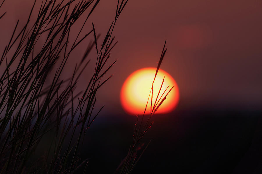 Trexler Nature Preserve Sunset July 31st Series 03 Photograph by Jason Fink