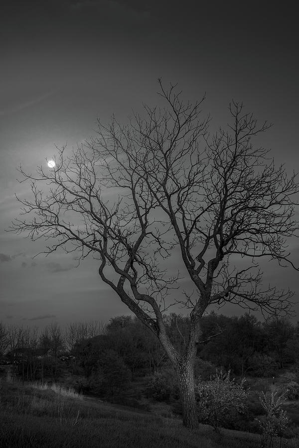 Trexler Nature Preserve Winter Tree by Moonlight Photograph by Jason Fink