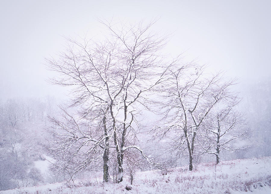 Trexler Nature Preserve Winter Trees Landscape Photograph by Jason Fink