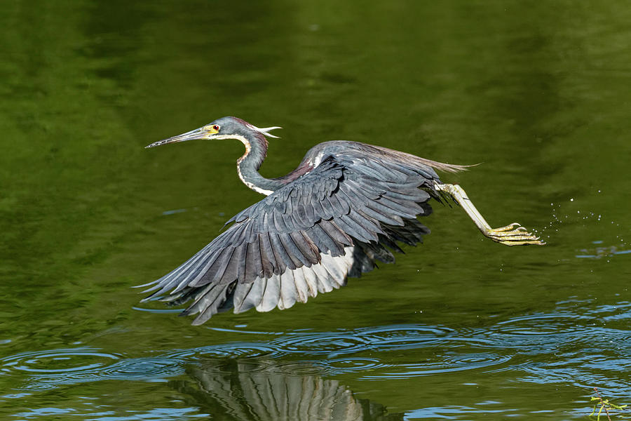 Tri-Color Flying Across Water Photograph by Darrell Gregg - Fine Art ...