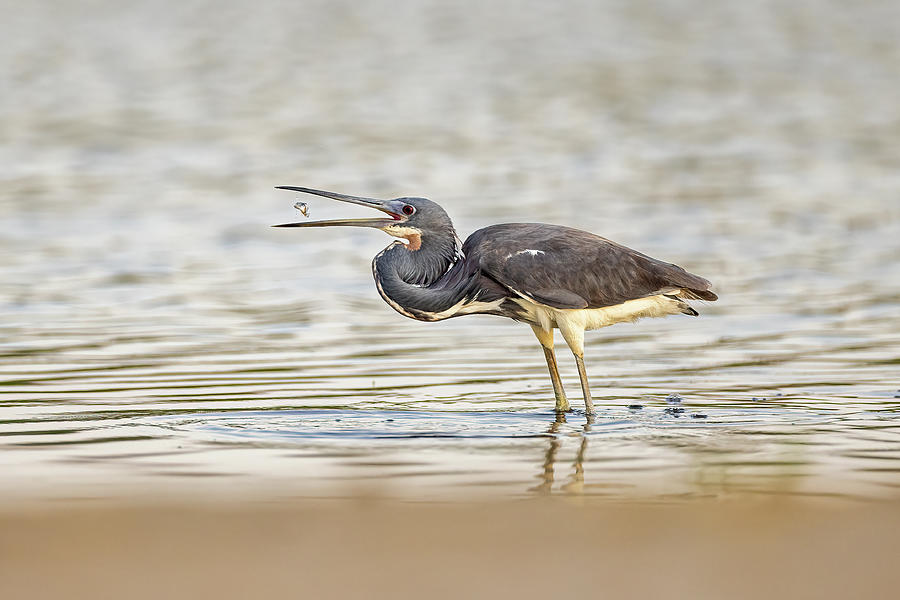 Tri-color Heron Photograph by Brent Doolittle - Fine Art America