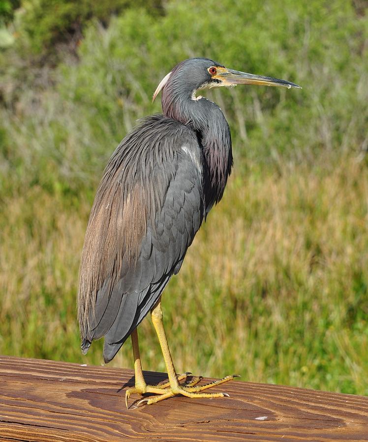 Tri Colored Heron 388 Photograph by Amy Spear | Fine Art America