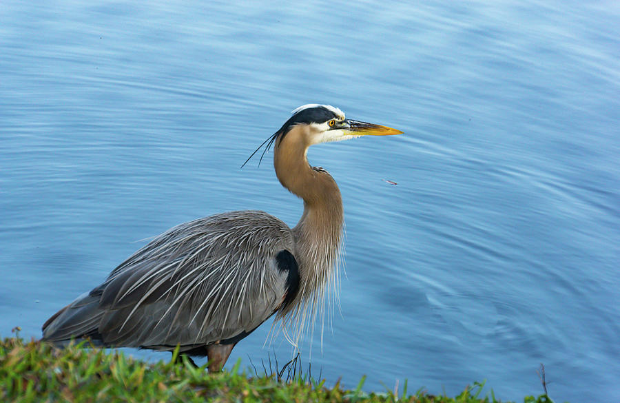 Tri-colored heron Photograph by Ann Moore