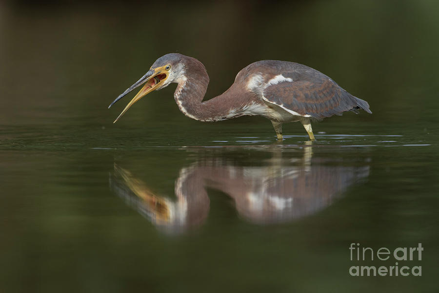 Tri-Colored Heron with fish  Photograph by Bryan Keil