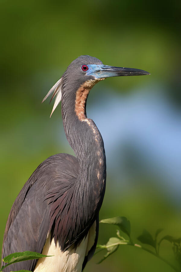 Tri-colored Heron Photograph by Daniel Fleming Tri-colored Heron Photograph by Daniel Fleming