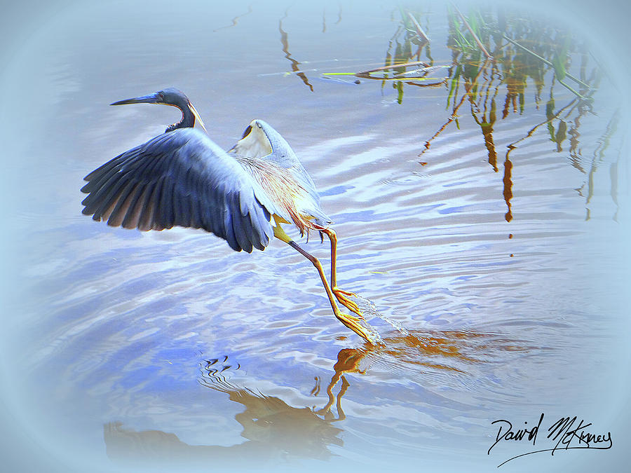 Bird Photograph - Tri-colored Heron by David McKinney