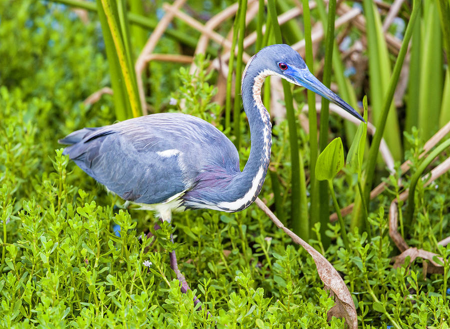 Tri-colored Heron Photograph by Fran Gallogly | Fine Art America