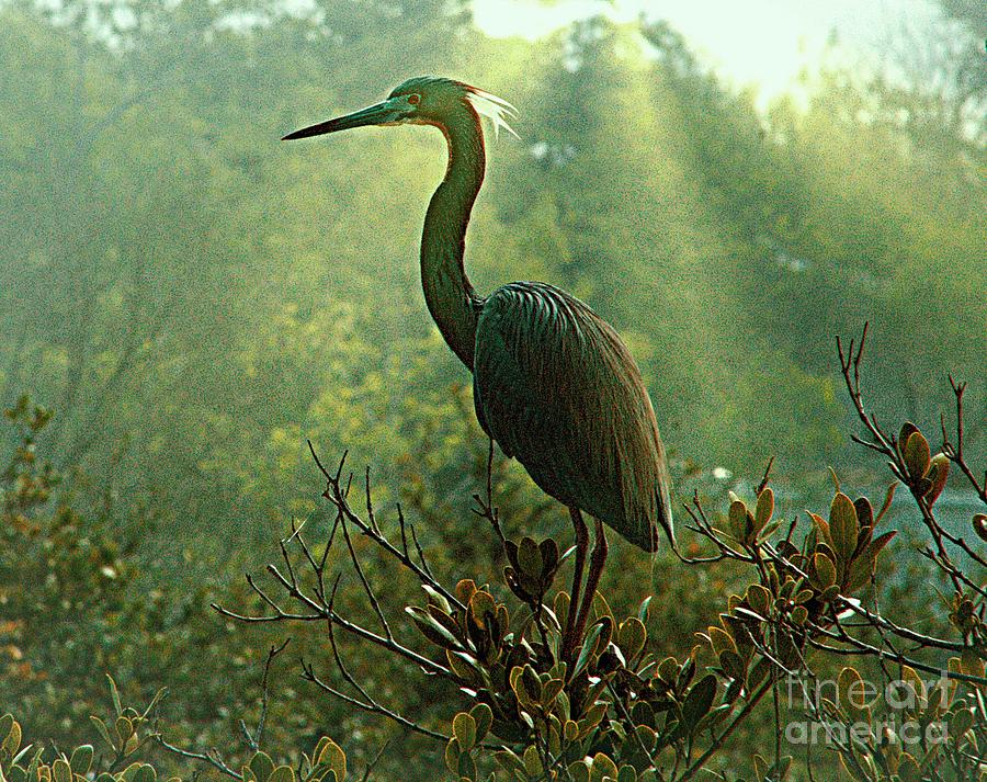 Tri-Colored Heron in Mist Photograph by Charlene Adler