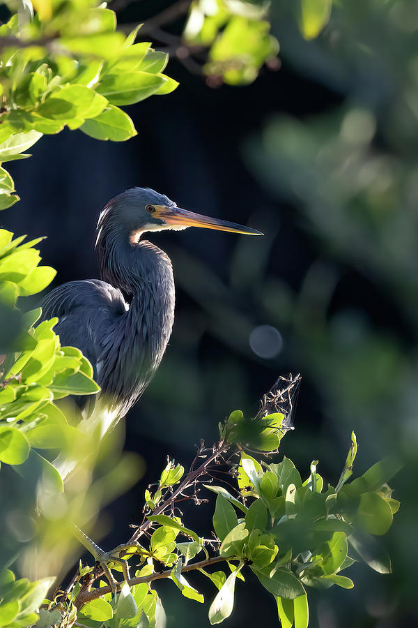 Tri-Colored Heron in Morning Sun 1 Photograph by RD Allen