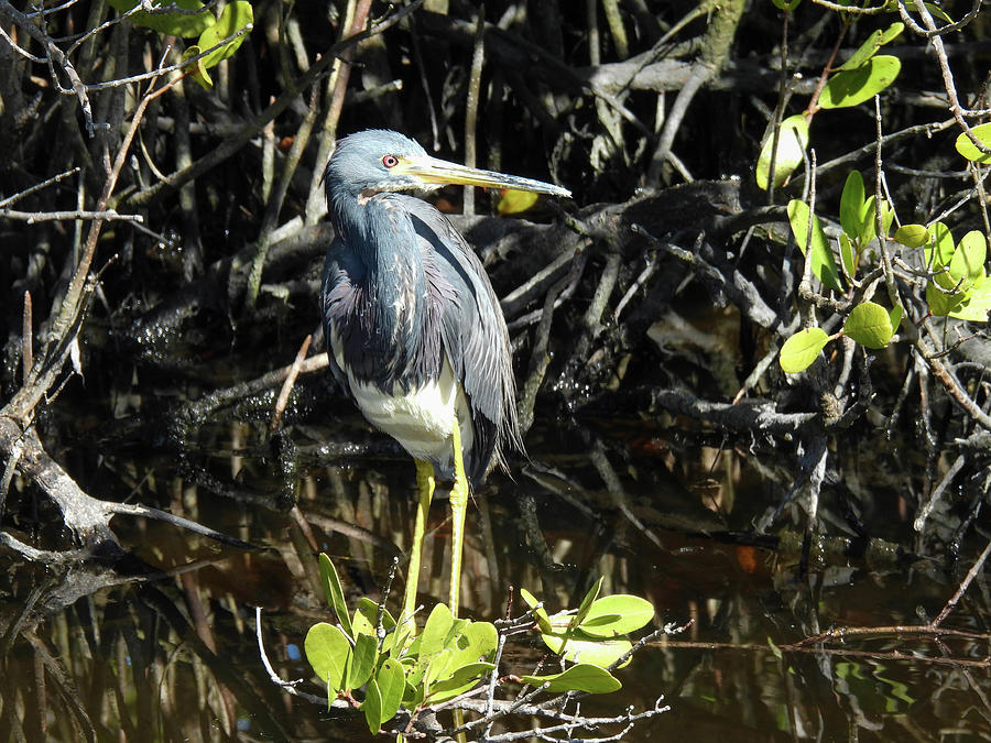 Tri Colored Heron In The Merritt Island Wildlife Refuge In Florida 