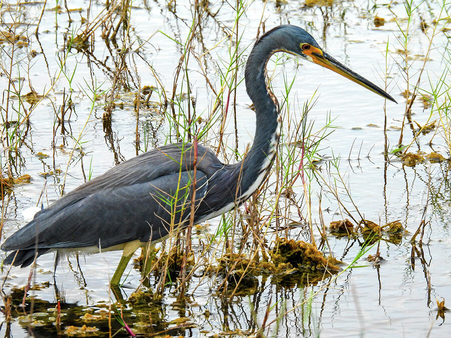 Tri-colored heron in the Merritt Island Wildlife Refuge Photograph by ...