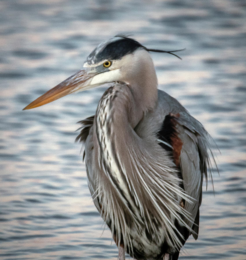 Tri-Colored Heron Photograph by Kevin Senter