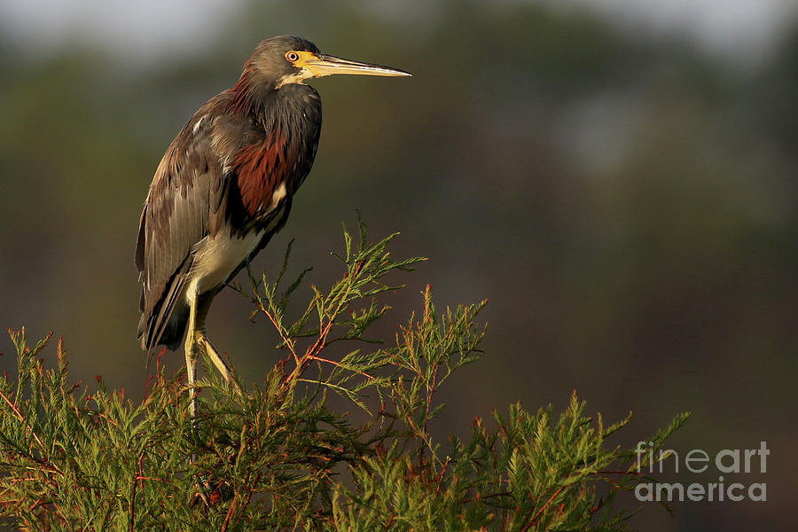 Tri-colored Heron Photograph by Meg Rousher