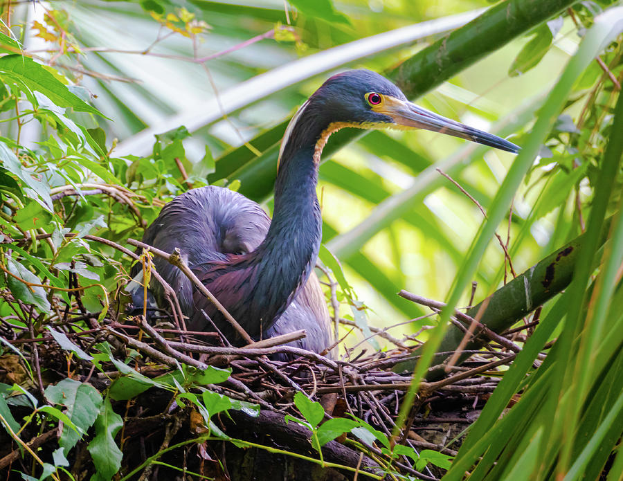 Tri-colored Heron Nesting Photograph by Norma Brandsberg