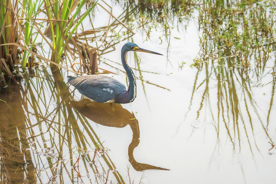 Tri-colored Heron Reflecting On the Shallows Photograph by Debra Martz