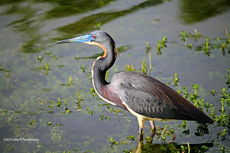 TriColored Heron Photograph by Vicki Dreher