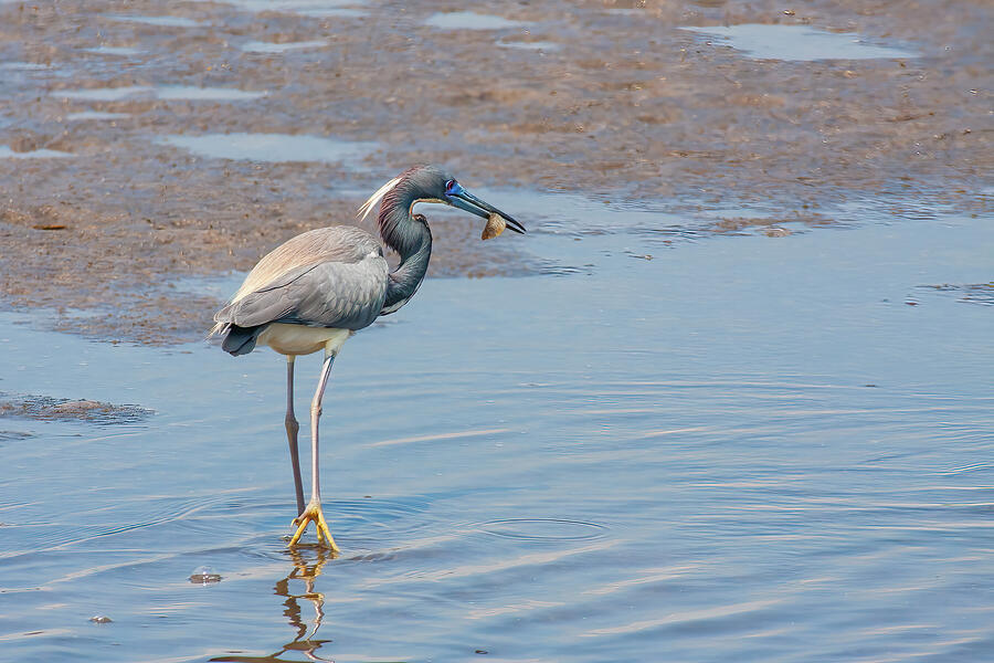 Tri-Colored Heron with lunch Digital Art by Jerry Dalrymple Tri-Colored Heron with lunch Digital Art by Jerry Dalrymple