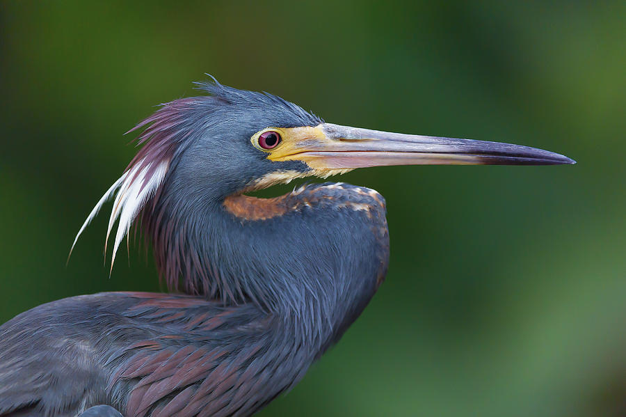 Tri-Colored Heron_1 Photograph by Ian Gwinn