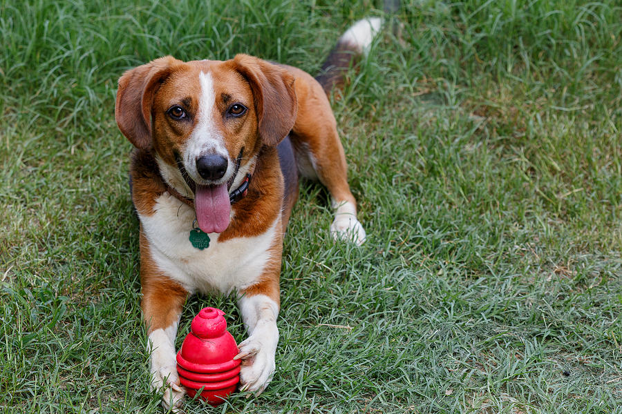 Tri- colored hound and her red toy Photograph by Rex Lisman