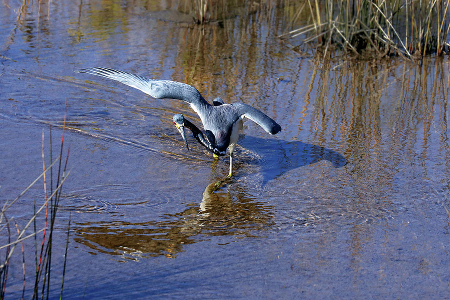 Tri Heron 23B Photograph by Sally Fuller