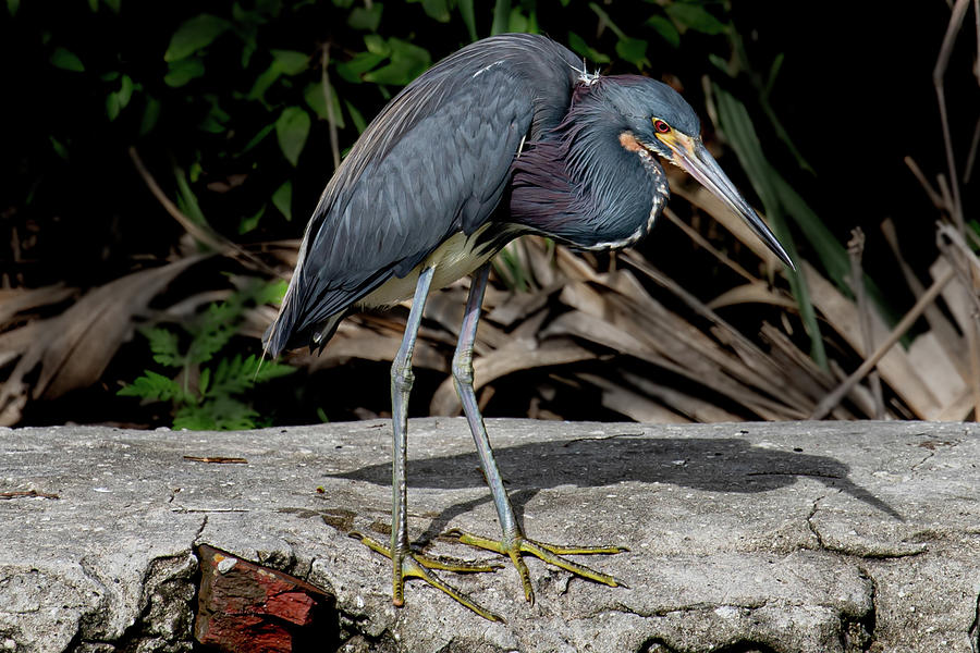 Tri Shy Photograph by Rebecca OBrien - Fine Art America