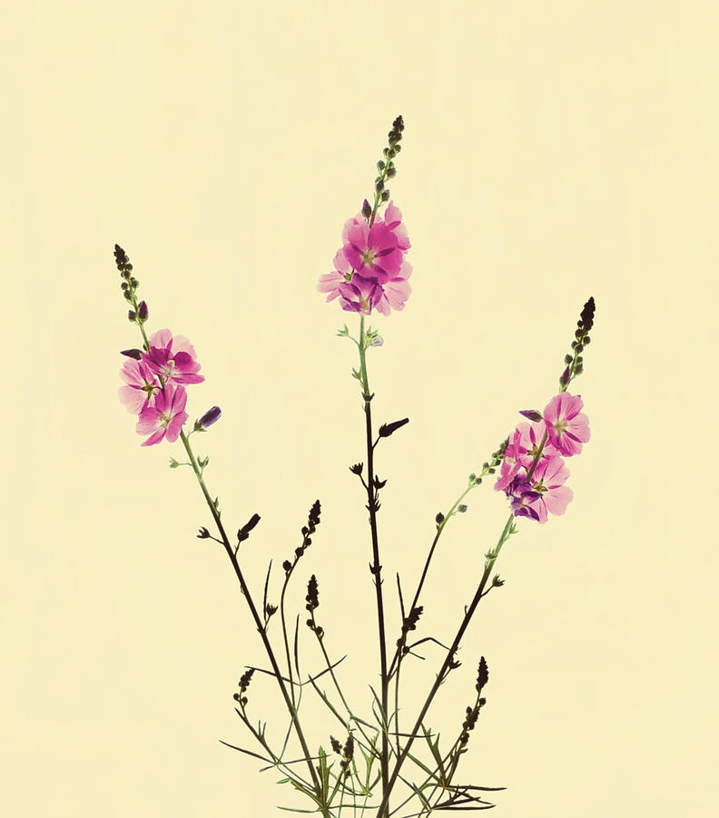 Tria Vintage Inspired Botanical Photograph