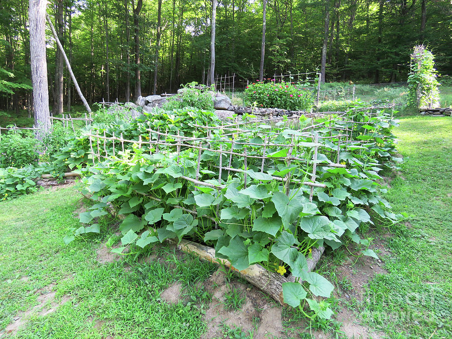 Triangle Cucumber Garden. Late July Overview. The Victory Garden Collection. Photograph by Amy E Fraser