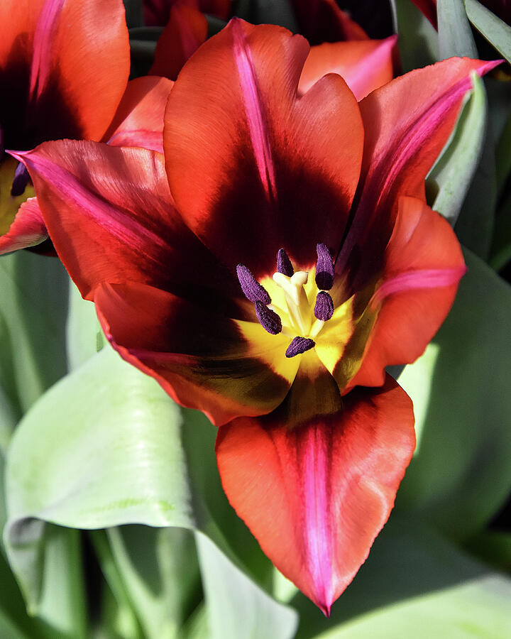 Pittsburgh Photograph - Triangular Tulip by Greta Foose