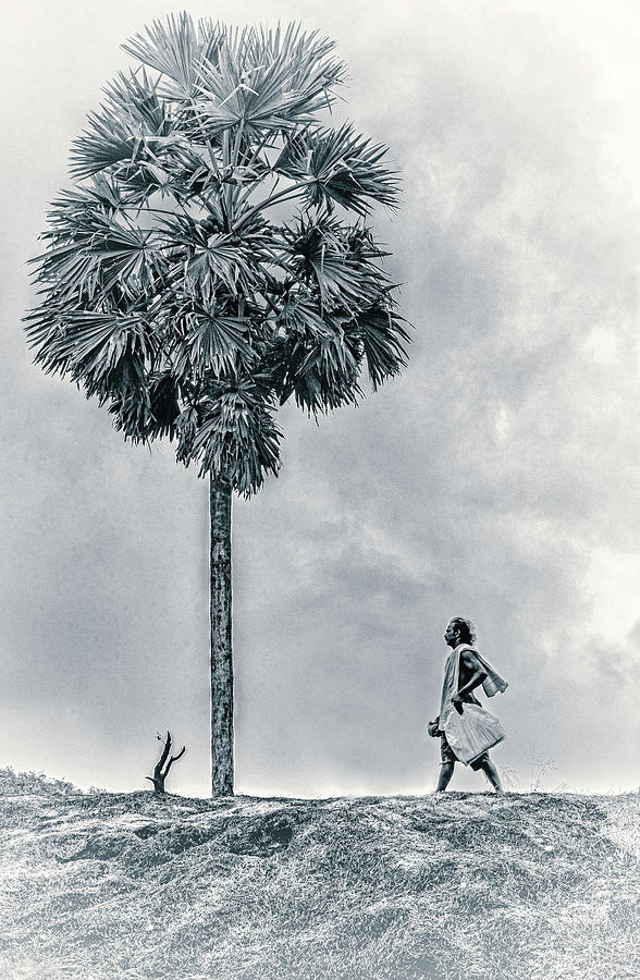 Trical Farmer And The Kithul Tree Photograph By Geethaka Kottage Fine