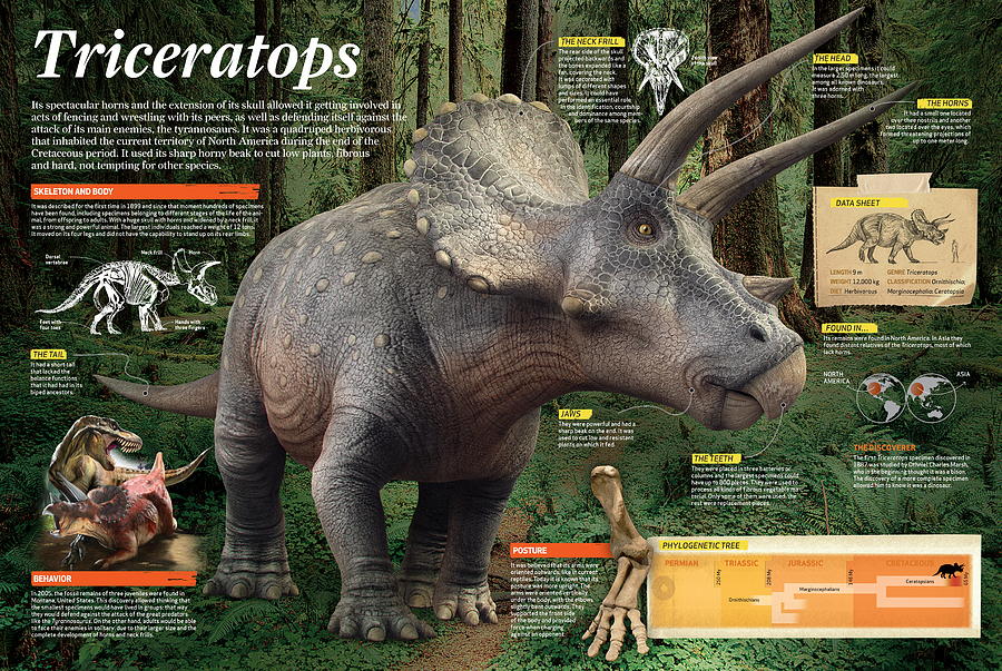 Triceratops Digital Art by Album