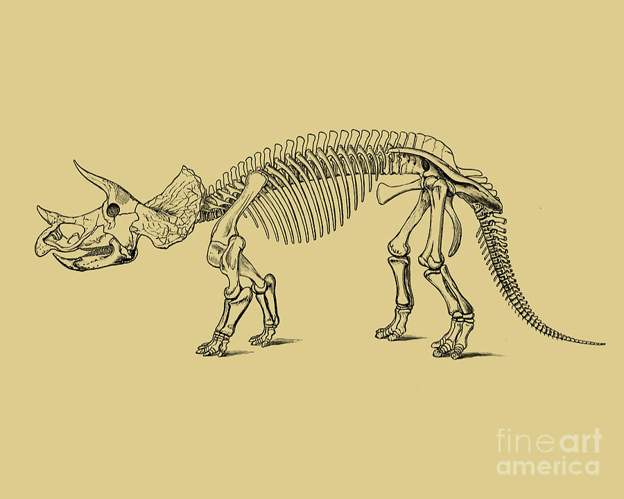 Prehistoric Mixed Media - Triceratops anatomy by Madame Memento