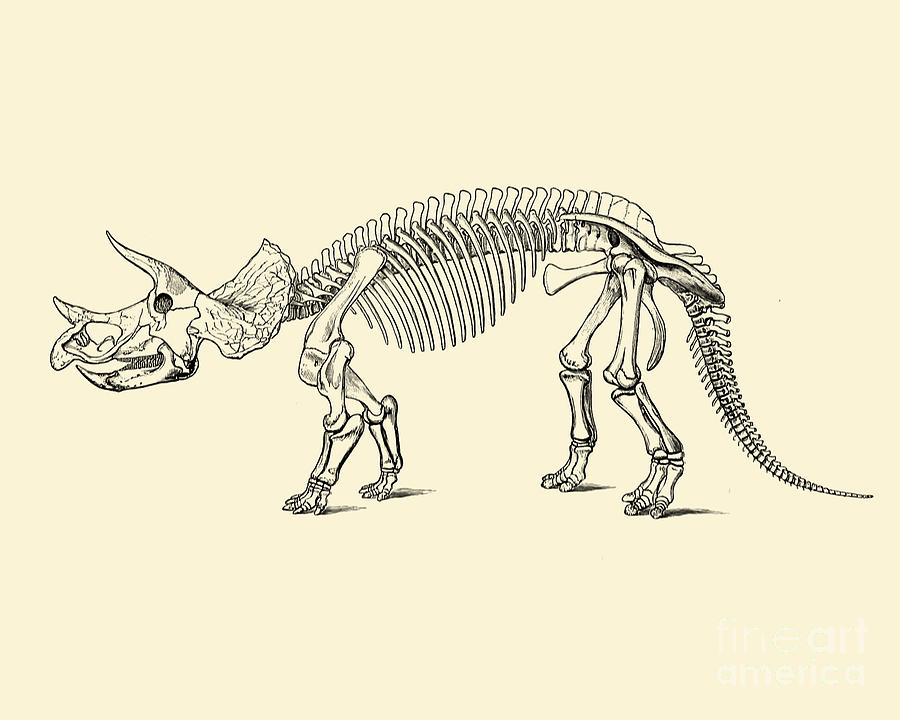 Prehistoric Digital Art - Triceratops skeleton by Madame Memento