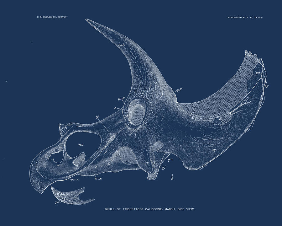 Triceratops Skull Blueprint Poster summer Painting by Green Georgia ...