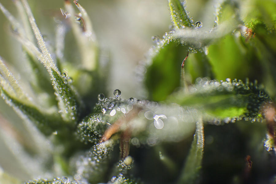 Trichomes on a mature cannabis plant Photograph by David Trood