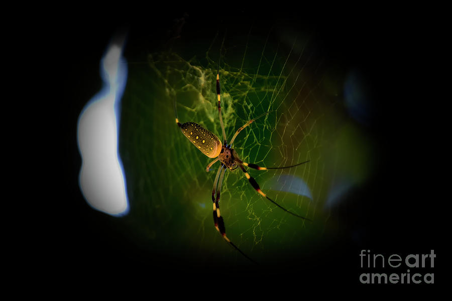 Trichonephila Clavipes Spins Golden Silk Webs Photograph by Al Bourassa