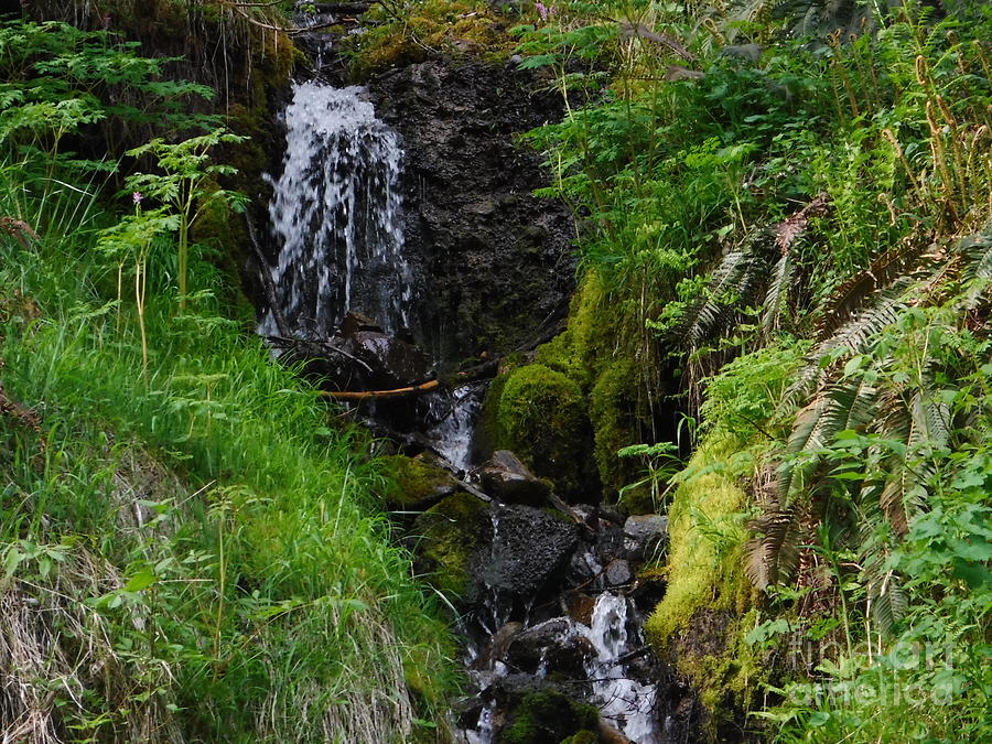 Cascade Photograph - Trickle Down Green Economy by YHWHY Vance Cascade Photograph - Trickle Down Green Economy by YHWHY Vance