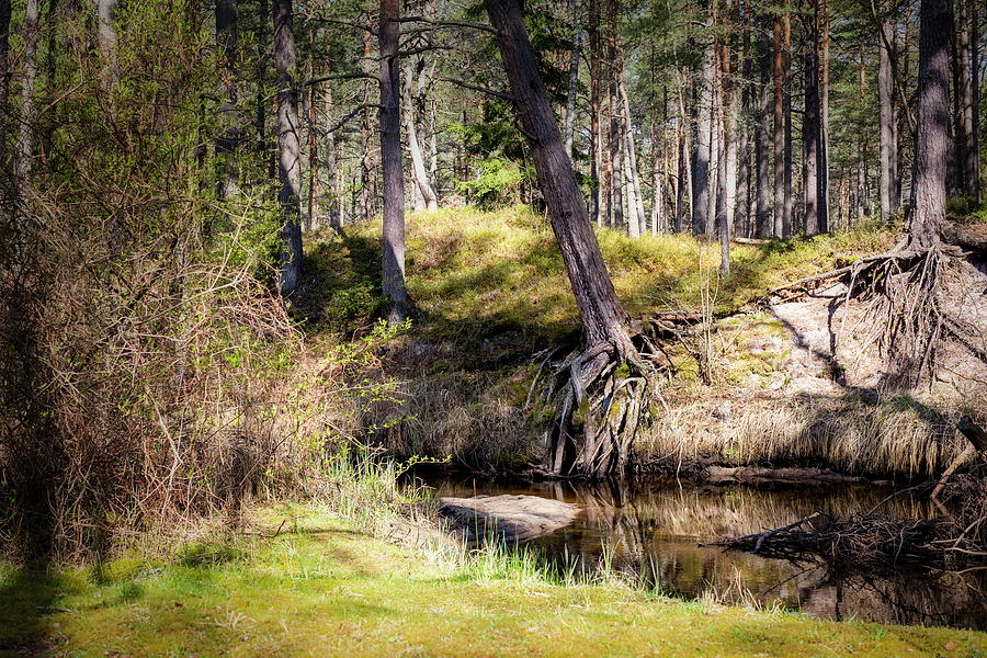 Trickle In The  Wood Latvia  Photograph by Aleksandrs Drozdovs