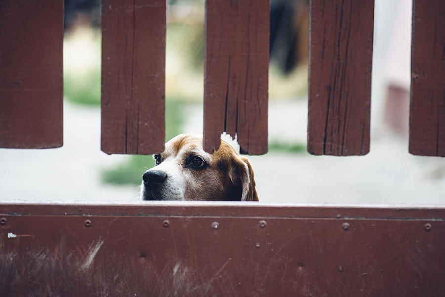 Tricolor beagle dog looking out from behind brown wooden fence Photograph by By Anna Rostova