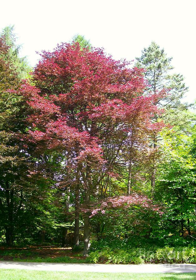 Spring Photograph - Tricolor Beech Too by Laurie Eve Loftin